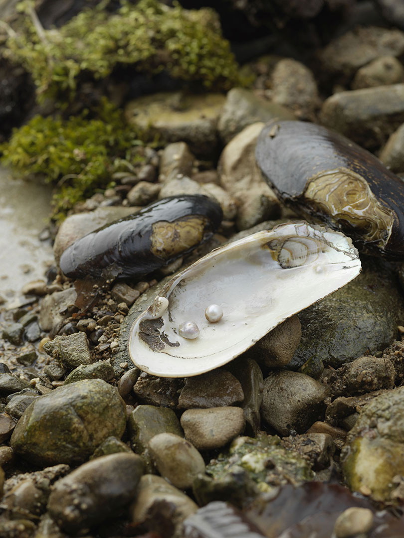 Heinische Perlengeheimnisse - Die Flussperlmuschel im Fokus der Wanderausstellung in Perg